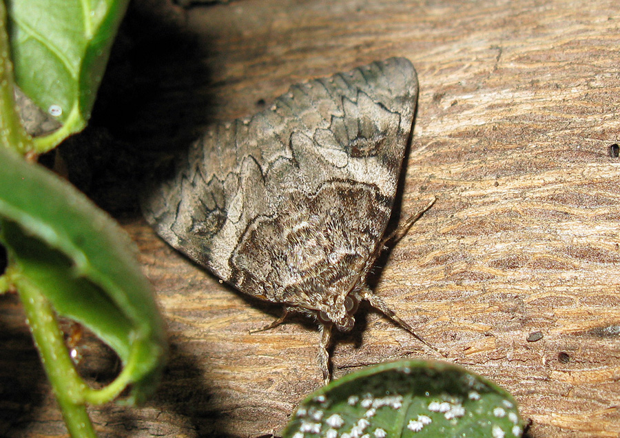 Moth on tree