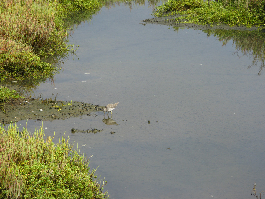 shorebird feeding in marsh