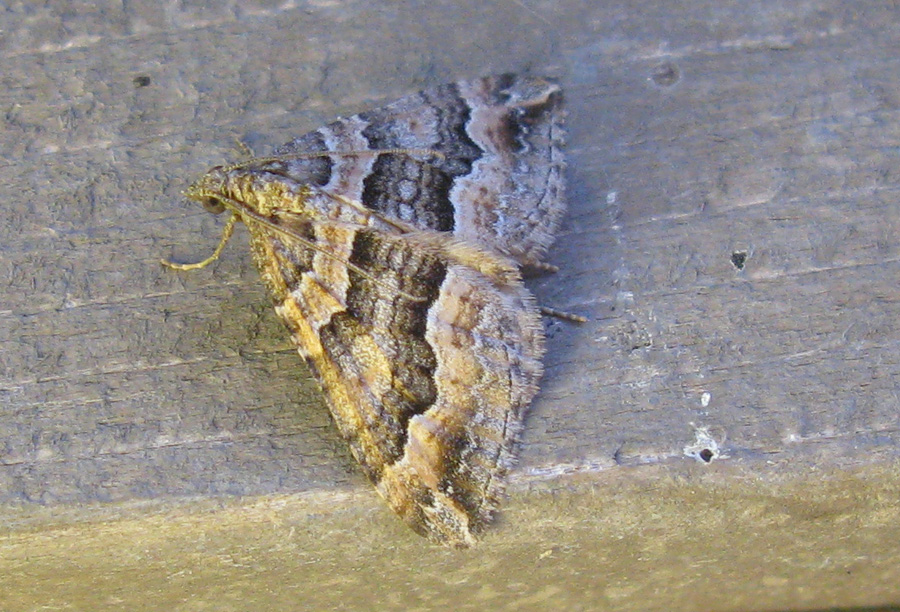 Perched moth