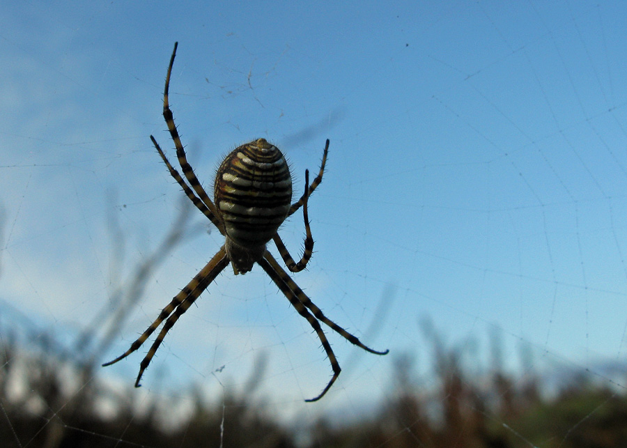 Yellow and black striped spider
