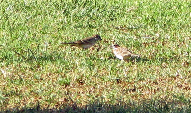 2 Lark Sparrows in grass