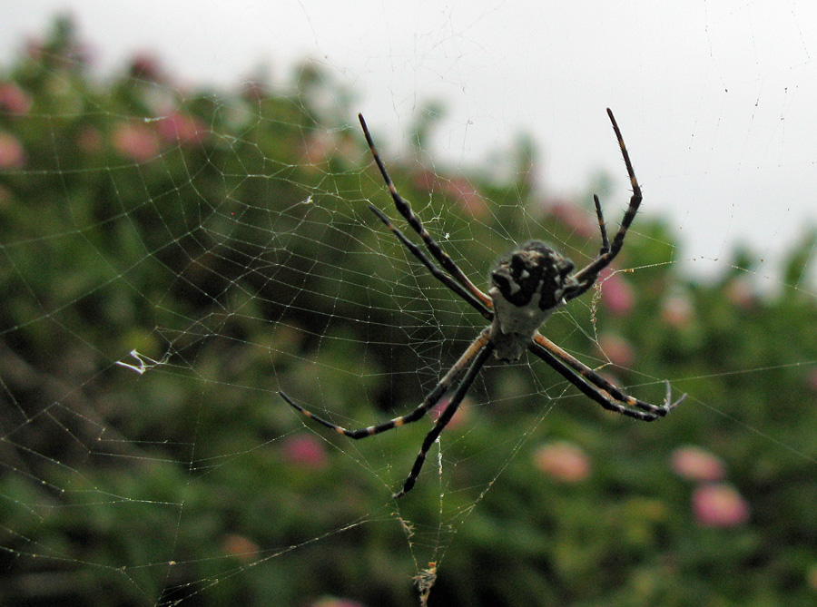 Large orb weaver in web with stabilimentum, dorsal view