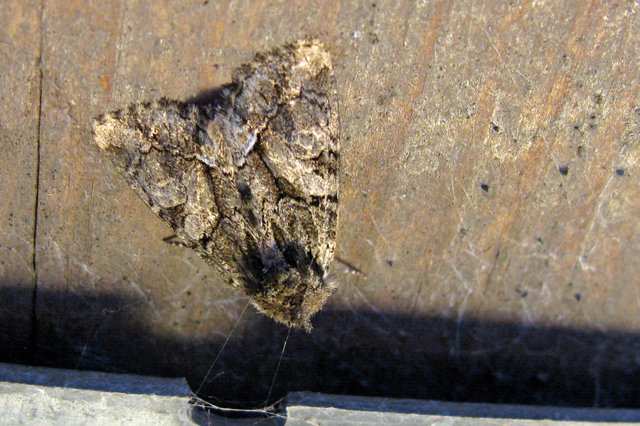 Moth on ceiling