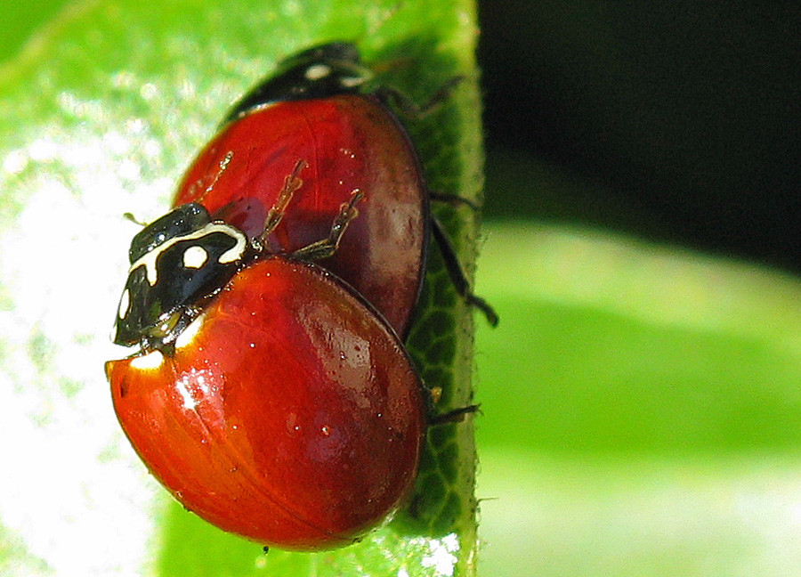 Two red beetles mating