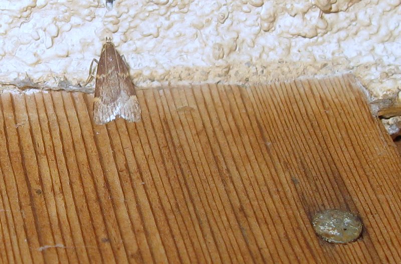 Small moth in corner of ceiling