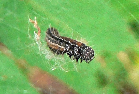 ailanthuswebworm1