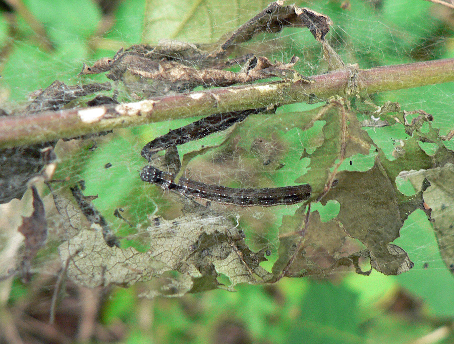 Tent caterpillars on leaves