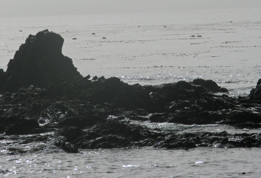 Black Turnstones standing on rock in surf