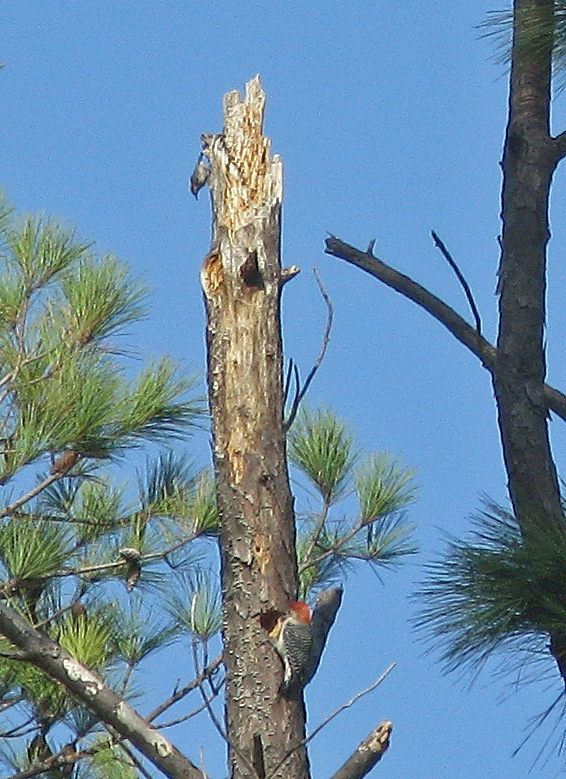 Brown-headed nuthatch climbing down a dead tree