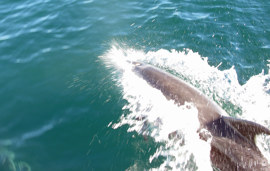Dolphin surfacing in front of boat