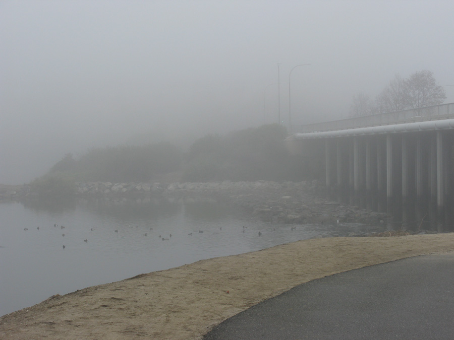 Fog, ducks, and bridge