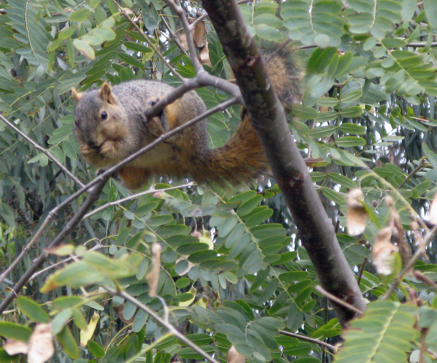 Squirrel in tree eating