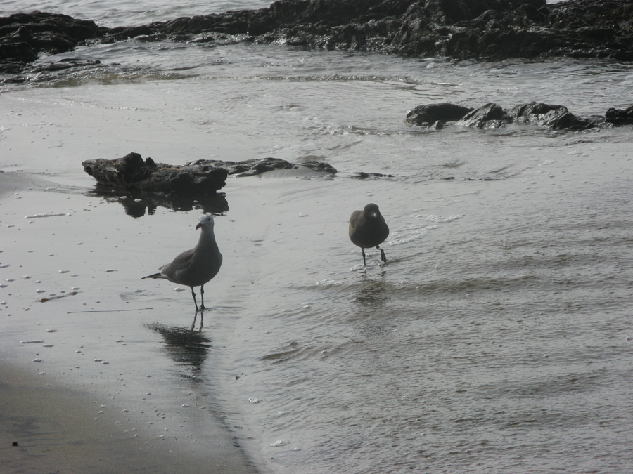 One adult and one juvenile Heerman's Gull on rocky shore in surf