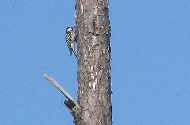 Woodpecker with white cheek and striped back climbing tree