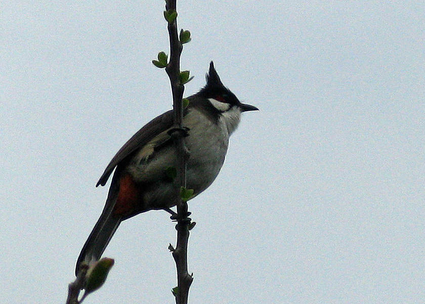Crested bird, perched