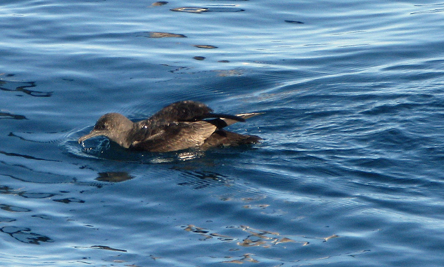 Short-tailed Shearwater swimming