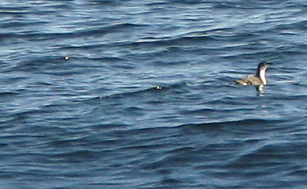 Xantus Murrelet swimming in ocean
