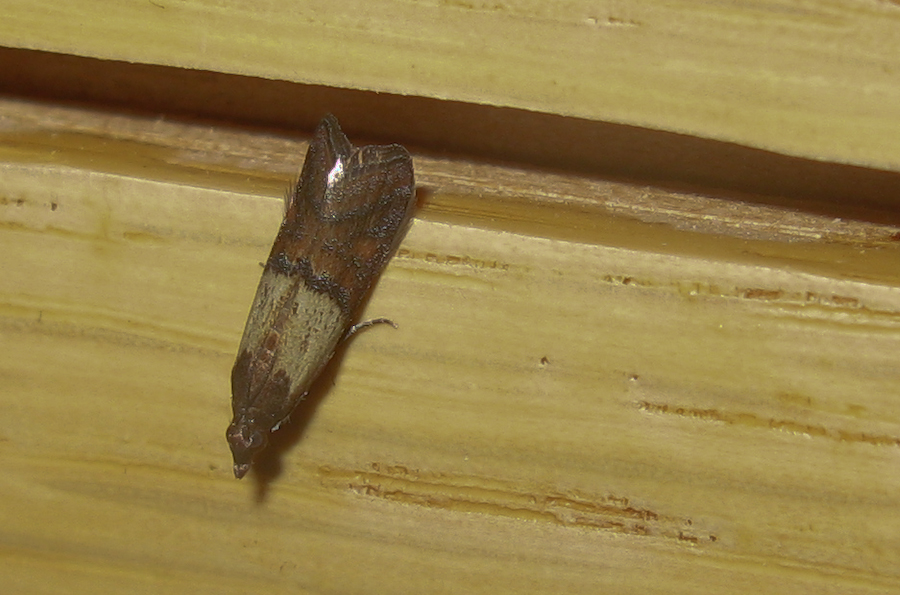 Brown/tan moth in cabinet