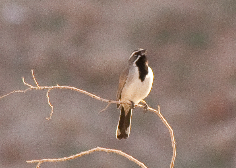black sparrow