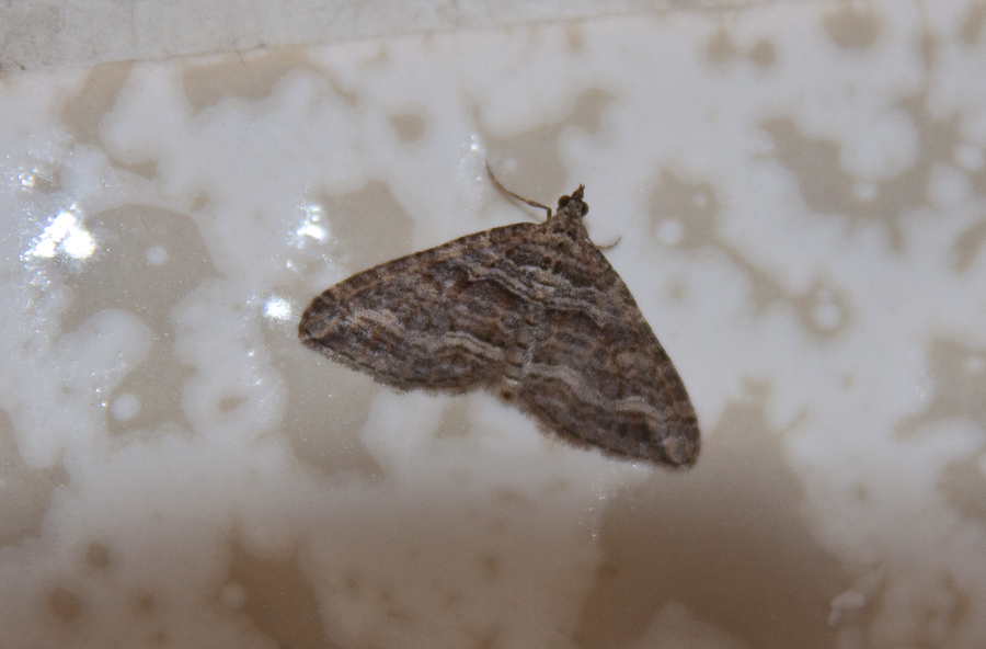 Moth on restroom wall