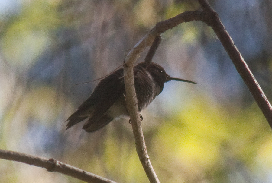 black-chinned-hummingbird