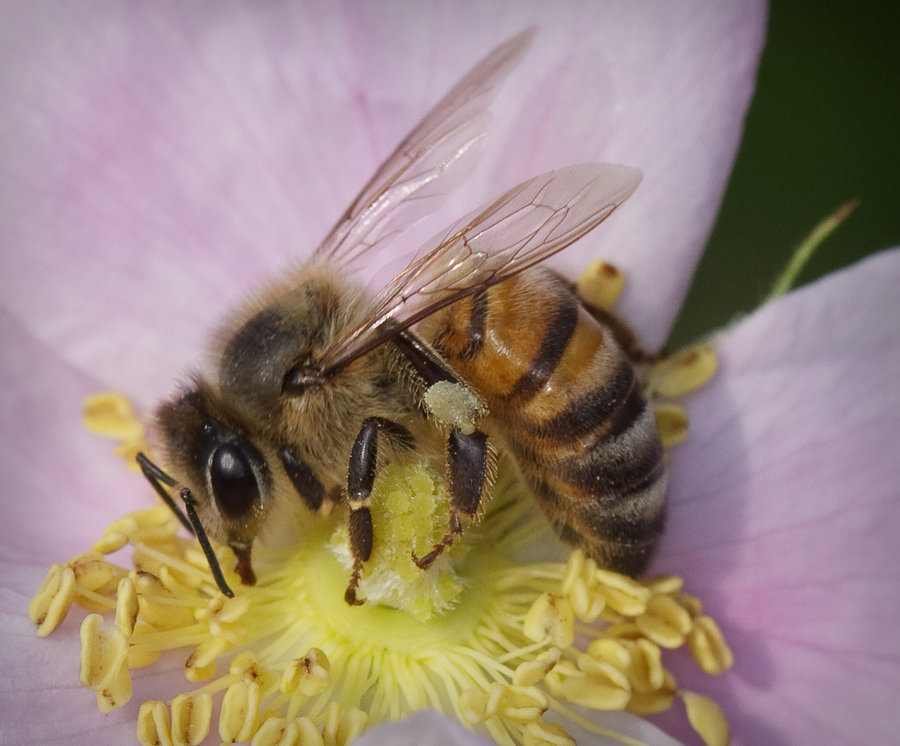 honeybee close-up