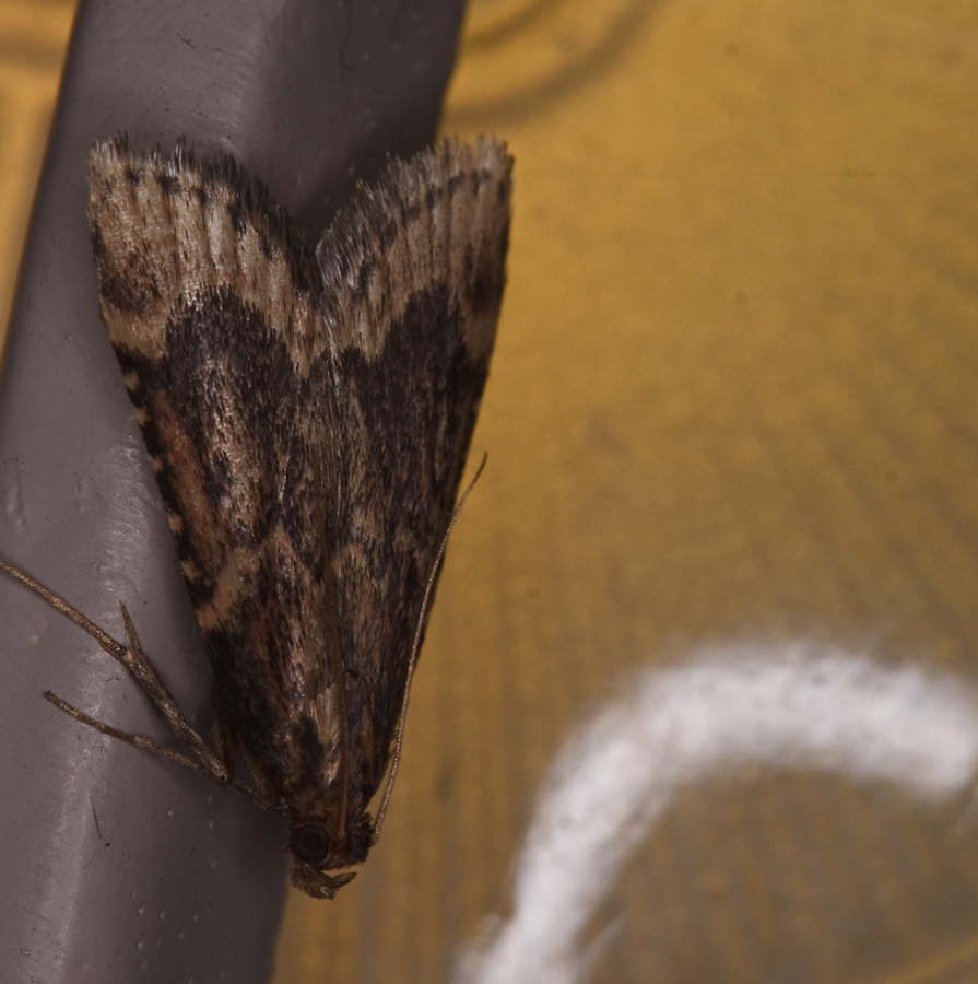 Large moth on street light