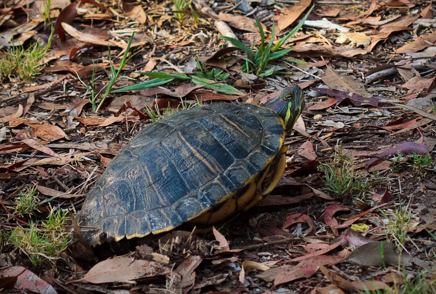 Female Turtle
