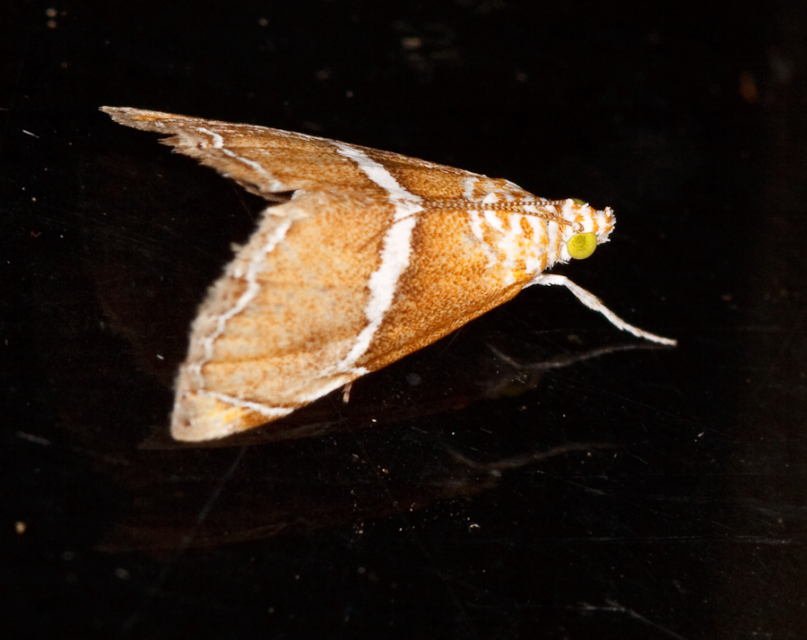 Light orange and white striped moth