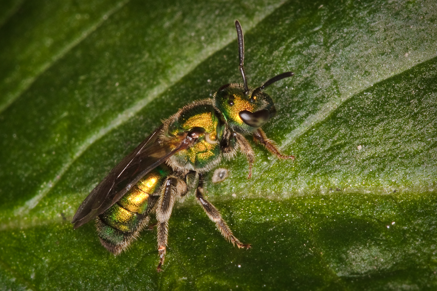 Metallic green Bee on leaf