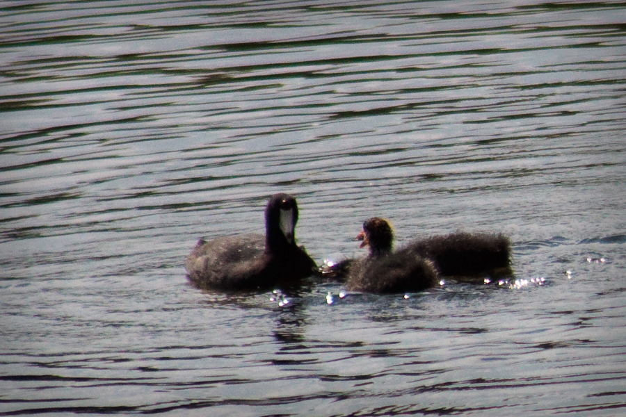 Swimming coots