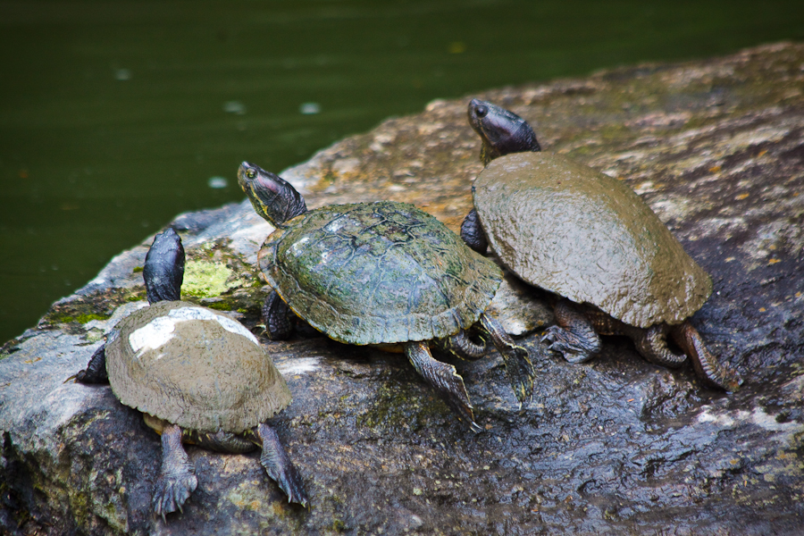 three turtles