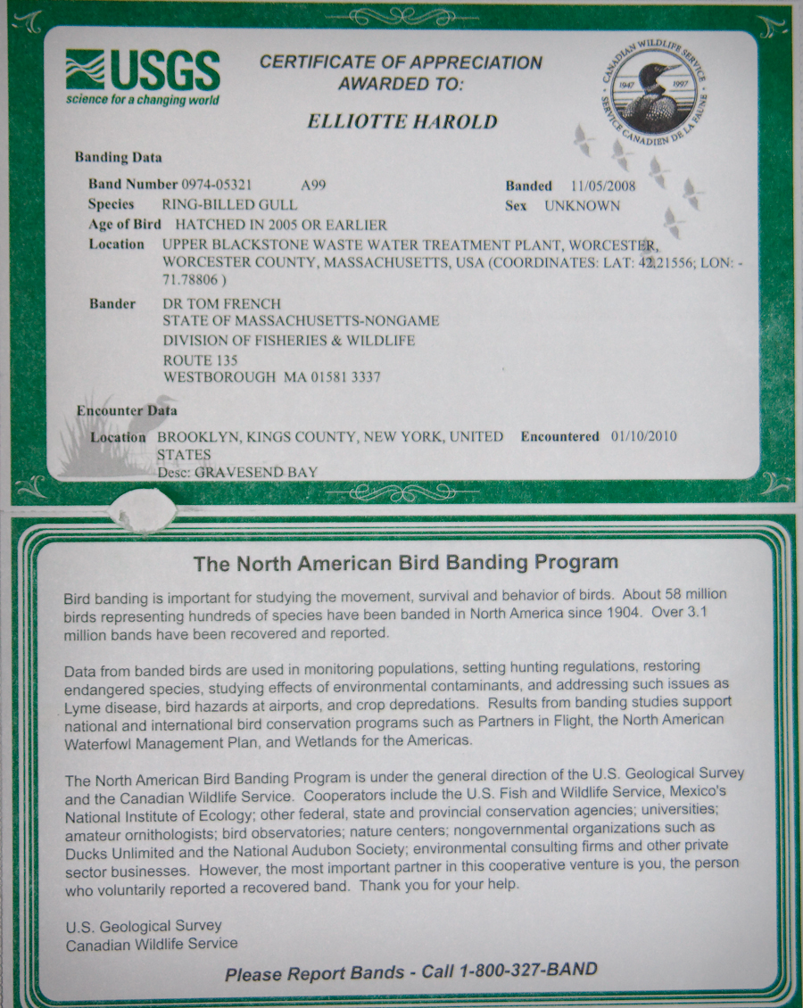 USGS Certificate of Appreciation. Awarded to. Elliotte Harold. BANDING DATA: BAND NUMBER: 0974-05321 A99. SPECIES: RING-BILLED GULL. Banded 11/05/2008 Sex Unknown