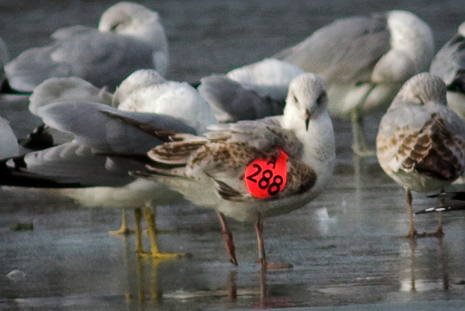 1st Winter Ring-billed Gull, Wing tag A288 Black on Red