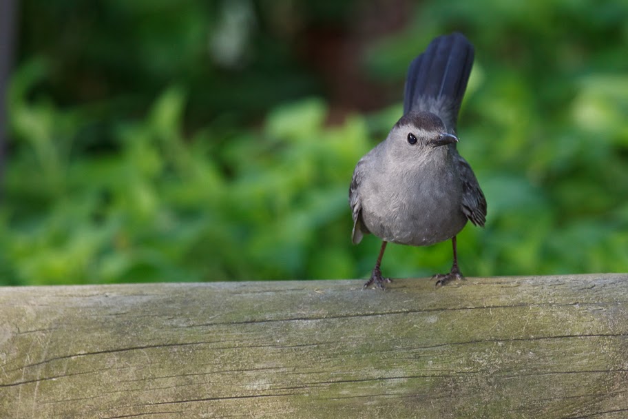 Gray catbird perched