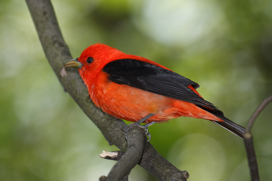 Bright red bird with black wings