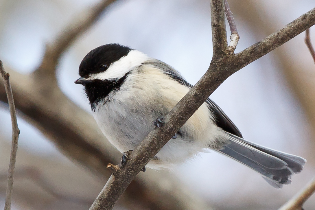 1:1 crop of a Black-capped Chickadee