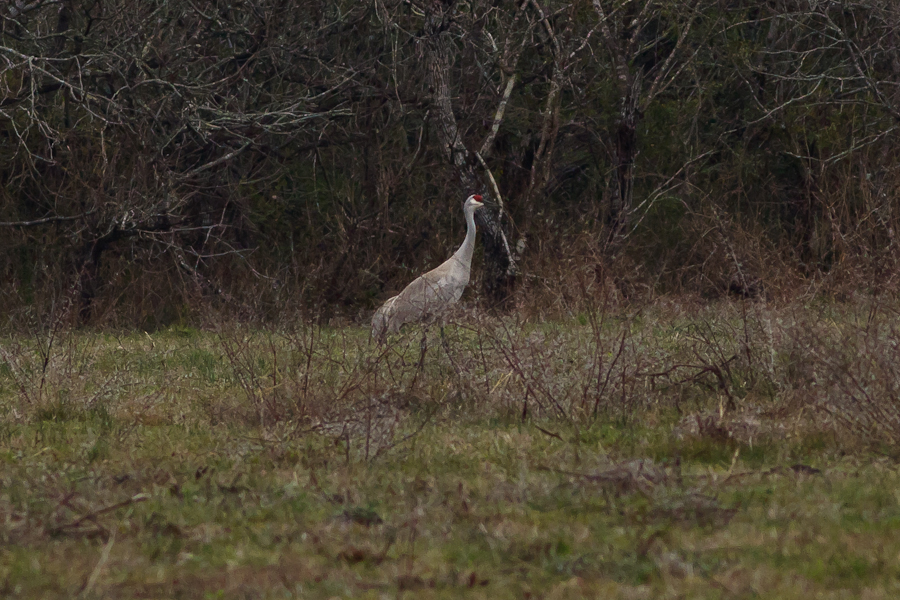 Sandhill Crane standing in a field