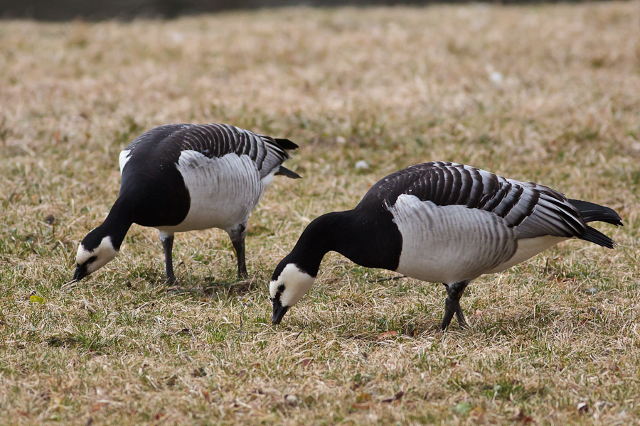 2 Barnacle Geese grazing in the grass