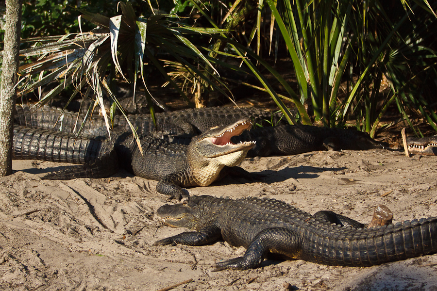 American Alligators at the St. Augustine Alligator Farm 