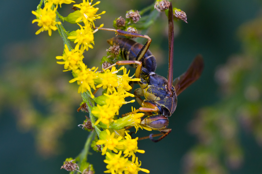 wasp collecting pollen