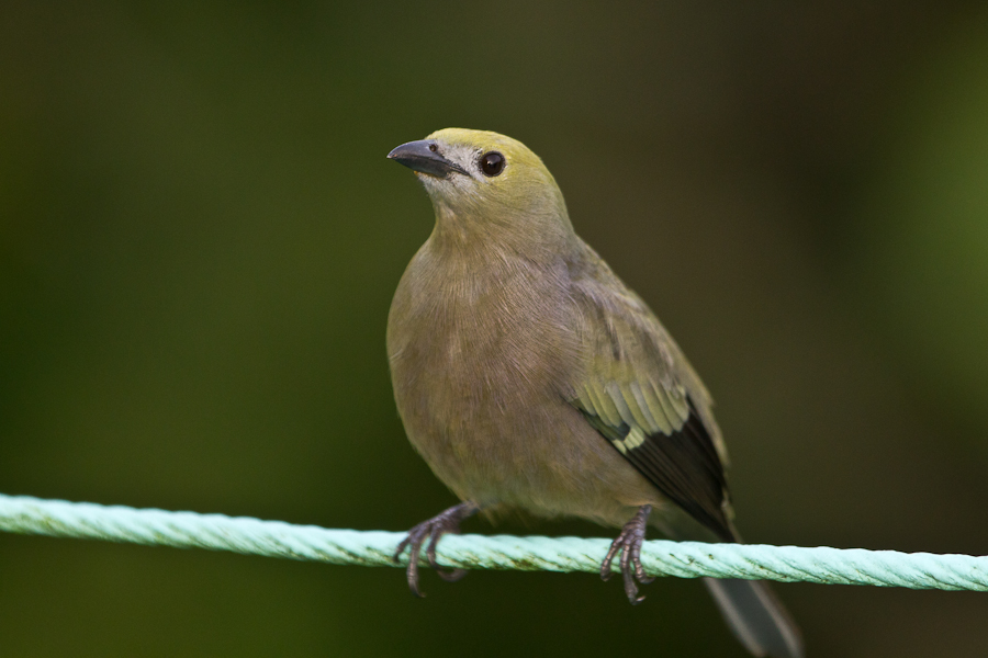 Palm Tanager perched