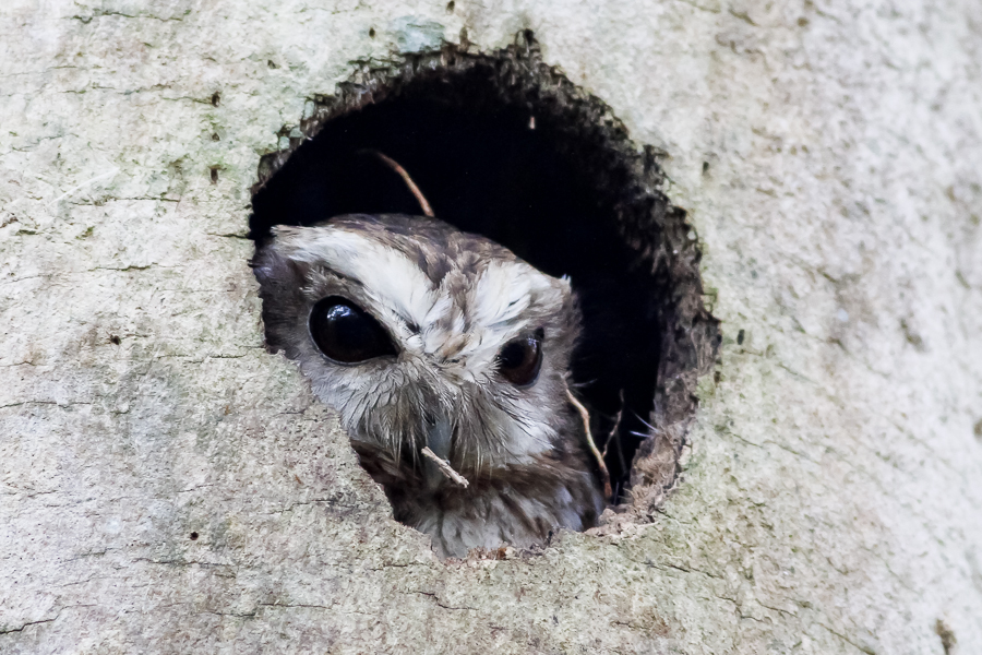 Bare-legged Owl, Gymnoglaux lawrencii in tree