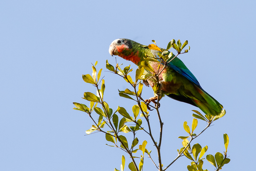 Cuban Parrot,  Amazona leucocephala