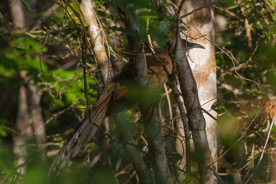 Great Lizard Cuckoo in forest