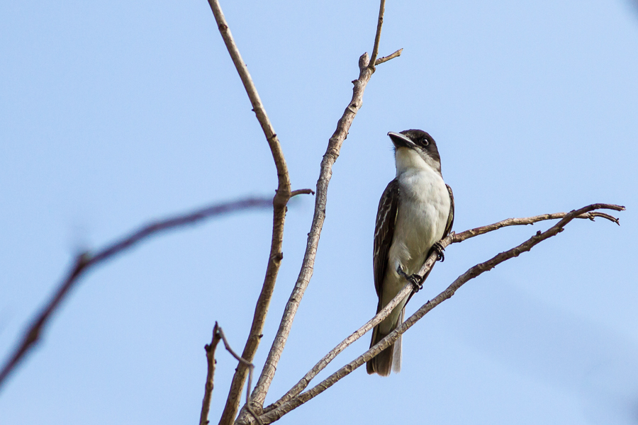 Giant Kingbird, Tyrannus cubensis, an endangered species now found only in Cuba
