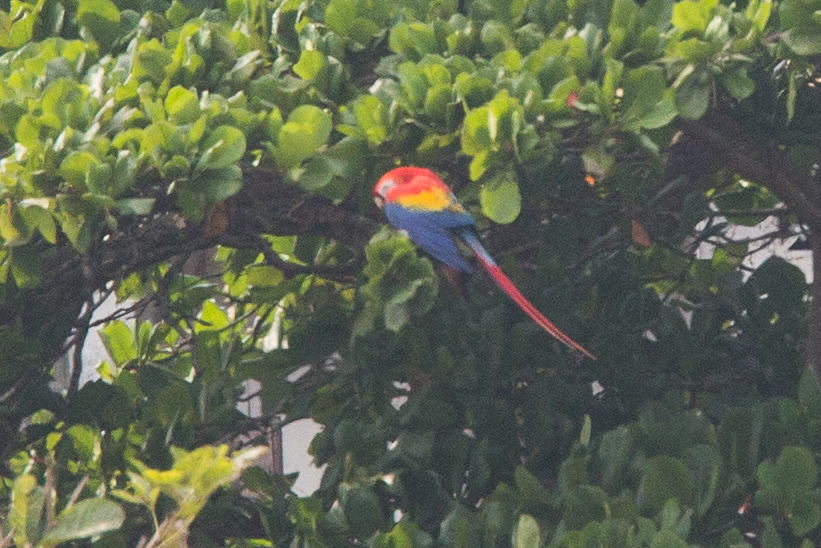 Scarlet Macaw in Tree