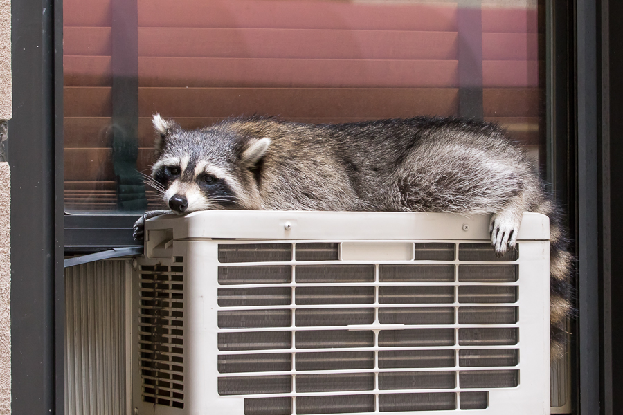 raccoon sleeping on AC window unit