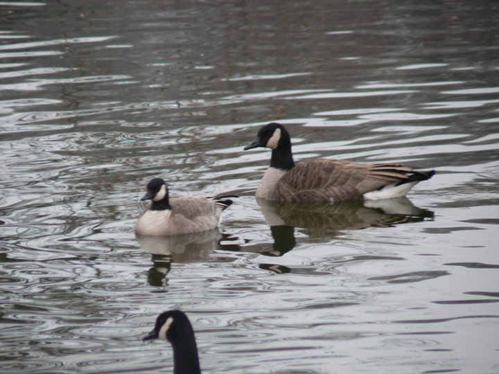 Cackling Goose in Prospect Lake, 2006-01-29
