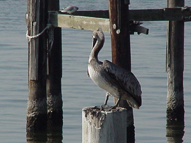 Brown Pelican in Bucktown